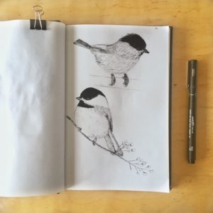 oiseaux