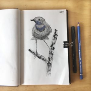 oiseaux