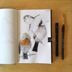 oiseaux