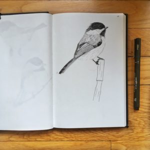 oiseaux