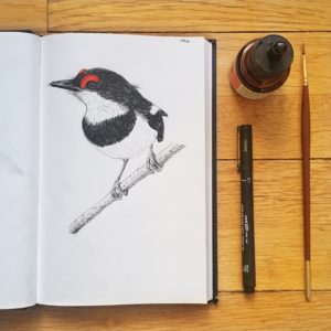 oiseaux