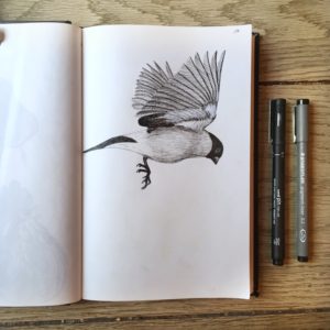 oiseaux